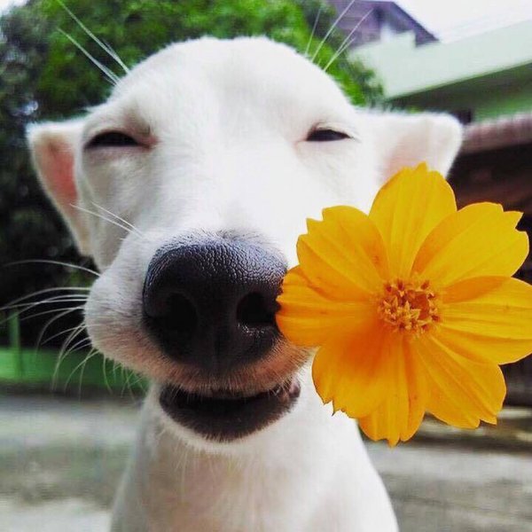 治愈系狗狗图片超温暖的2016 一只成精了的微笑汪星人