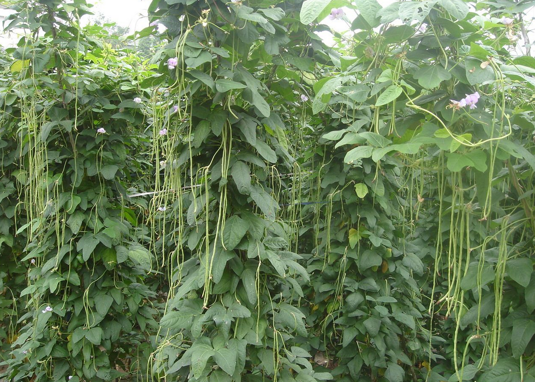 豇豆种子红豆角种子架豆种籽四季豆种子蔬菜种子菜种蔬菜种子批发-阿里巴巴