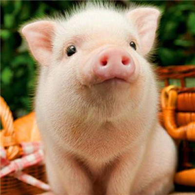 猪的微信头像图片大全可爱超萌 如果你喜欢我