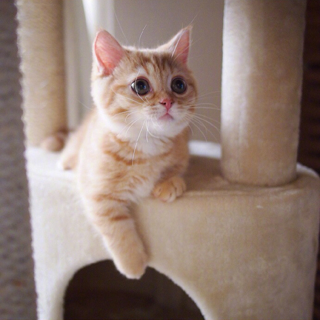 可爱超萌的小橘猫图片大全 来自小橘猫的抬头