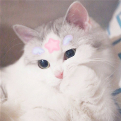 超级可爱的猫咪头像