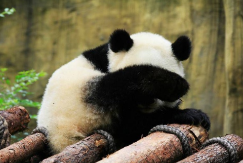 京东宣布认养大熊猫是真的吗 京东熊猫叫什么