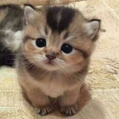 微信动物头像可爱萌宠小猫咪2018 固执的喜欢