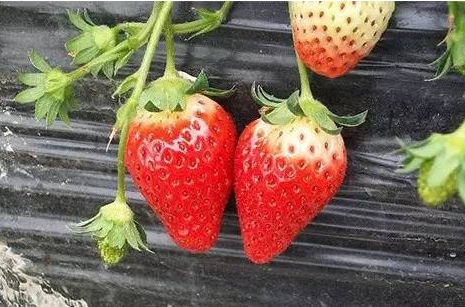 激素草莓孕妇吃了危害 激素草莓对孕妇的影响