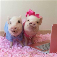 猪情侣头像可爱头像一左一右2017 全是猪系列情侣头像最新