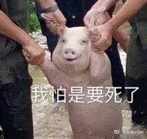 台风中救出来的猪表情包高清下载|从台风中救