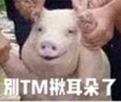 台风中的网红小猪表情包高清版|台风中救起的