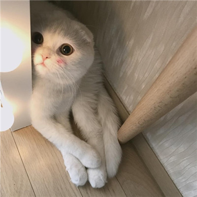 白色软萌可爱的小猫咪头像2018 只会卖萌的乖