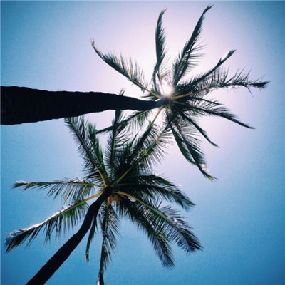 海边风景头像唯美椰子树图片 喜欢就争取得到就珍惜