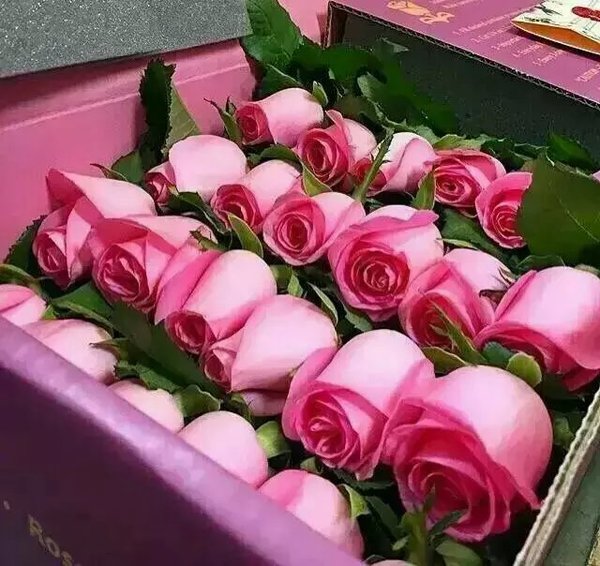 情人节粉色玫瑰花束图片大全2018 粉色玫瑰花