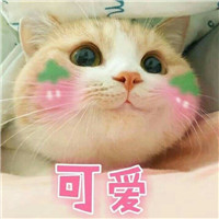 微信猫咪表情包带字带激萌 可爱喵星人表情包