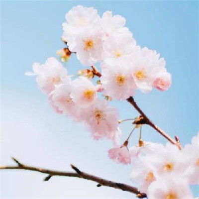 樱花图片高清2020最新 唯美好看的樱花图片
