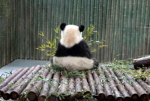 熊猫寂寞的背影图片图片