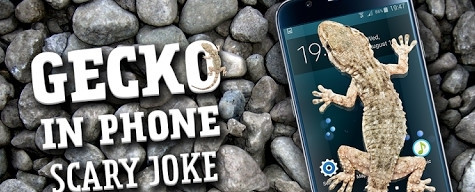 Gecko in Phone Scary jokeڻֻAPPv1.0 Ѱ