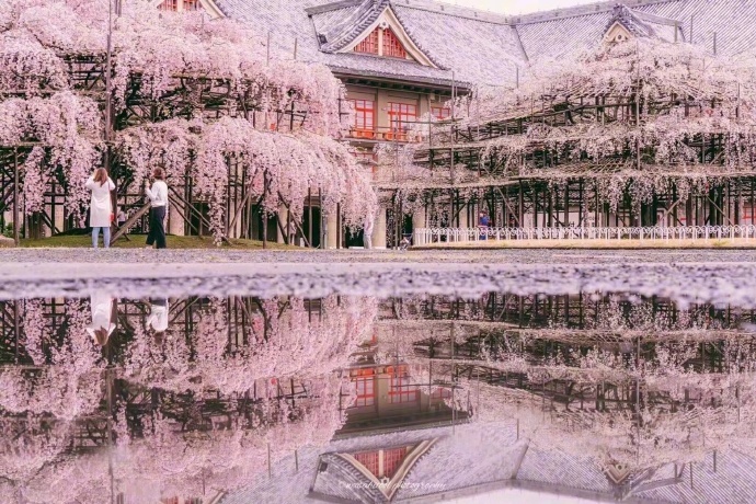雨后被樱花覆盖的奈良唯美图片2017 仿佛置身二次元的世界