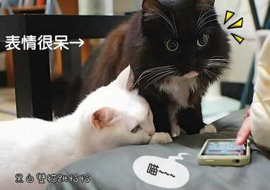 人猫交流器安卓手机下载