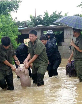 从台风中救出来的猪被做成表情包完整版