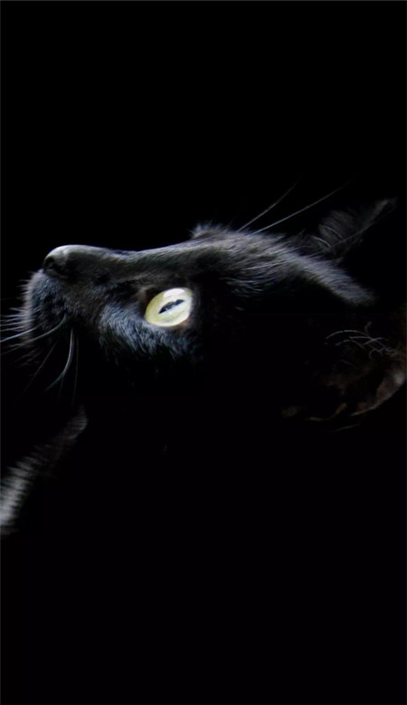 抖音黑猫睁眼壁纸图片高清无水印 抖音黑猫睁