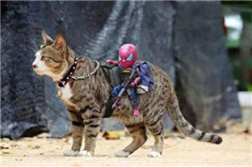 抖音热门猫咪和蜘蛛侠表情包大全 抖音猫咪和
