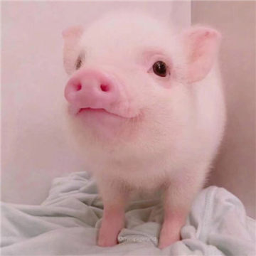 可爱小猪猪头像乌克兰小乳猪 你原来也说过不