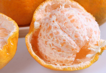 椪柑是丑橘吗